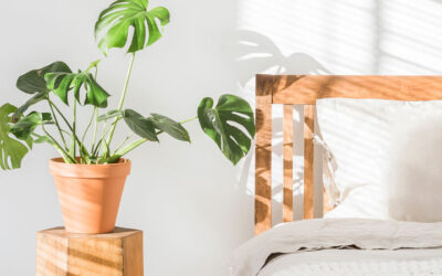 完全ガイド!寝室の植物は睡眠に良い?悪い?