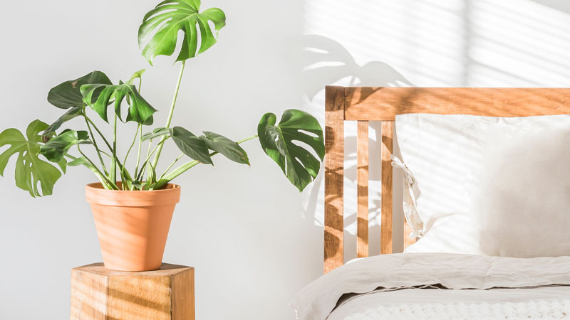 完全ガイド！寝室の植物は睡眠に良い？悪い?